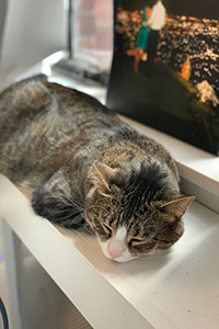 Tabby cat sleeping on a shelf