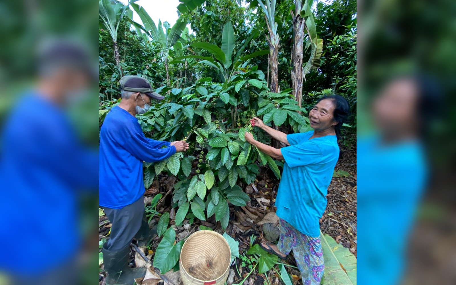 Employees from the Rinjani Mountain Coffee growers, pictured above, harvesting coffee beans.  UConn’s International Business Case Competition was focused on providing solutions to the business challenges of several international companies.  (Contributed Photo)