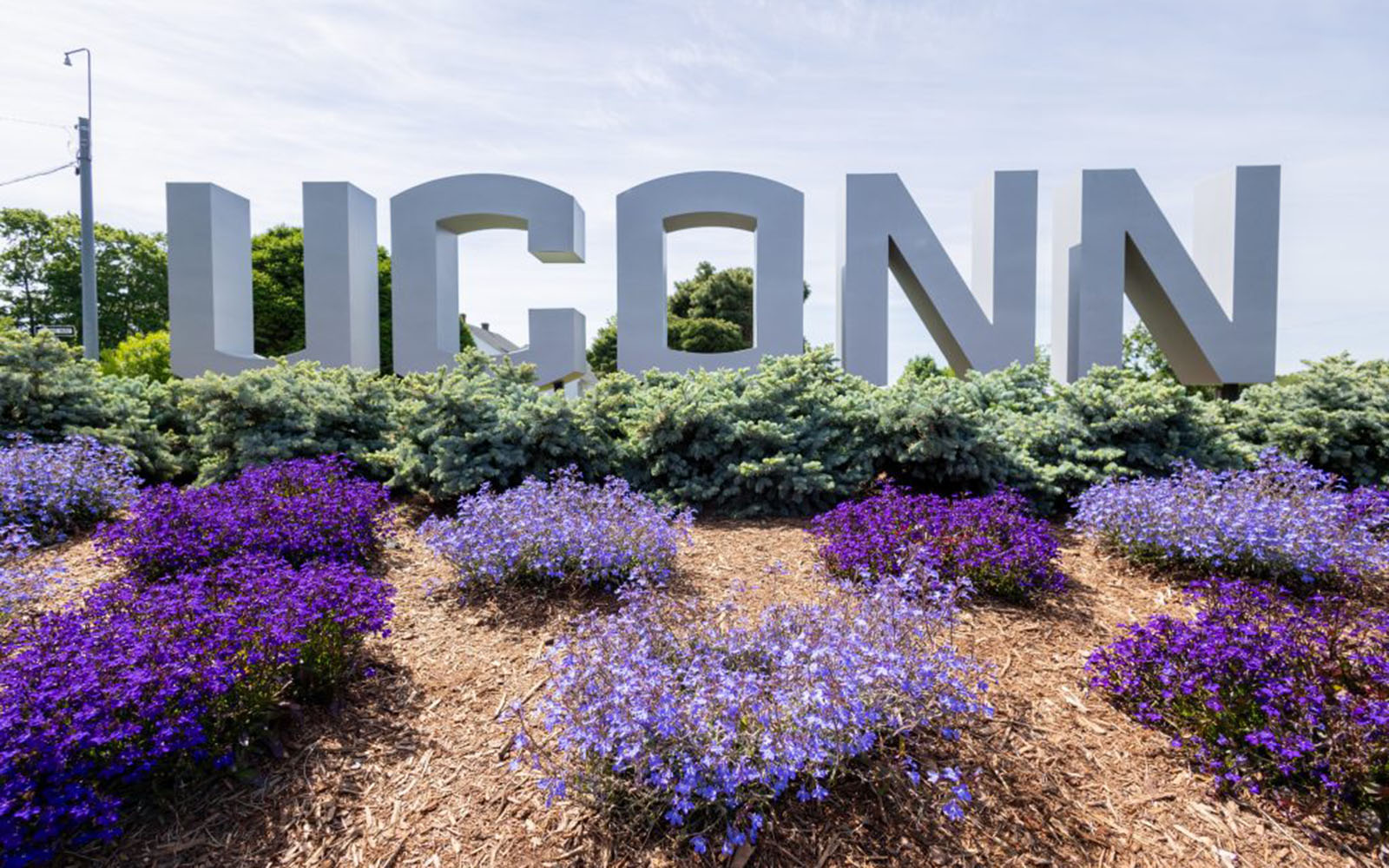 Blue and purple flowers sit in the flowerbed in front of the UConn gateway sign